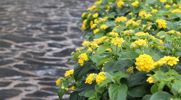 Bahçenin kenarındaki sarı çiçekler.