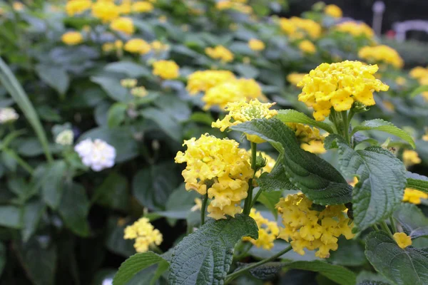 İlkbahar gününde bahçedeki sarı çiçekleri kapat.