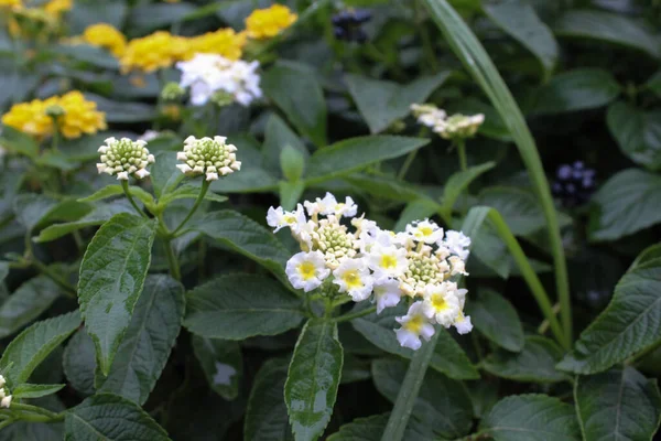 Bahçedeki beyaz papatya çiçeklerini kapat.