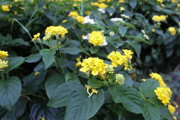 Baharda bahçede sarı çiçekler.