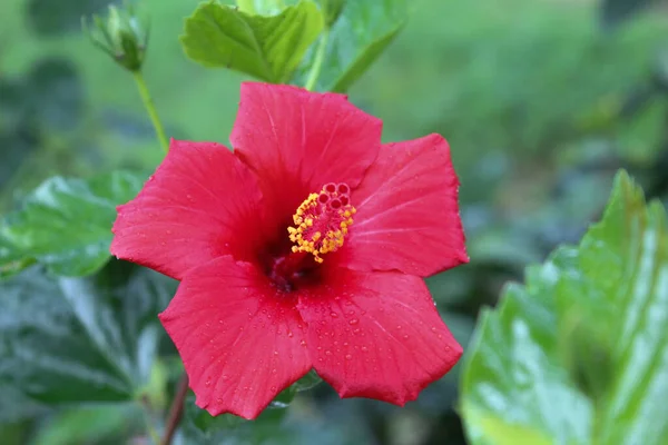 Bahçedeki Kırmızı Çiçeği Kapat — Stok fotoğraf