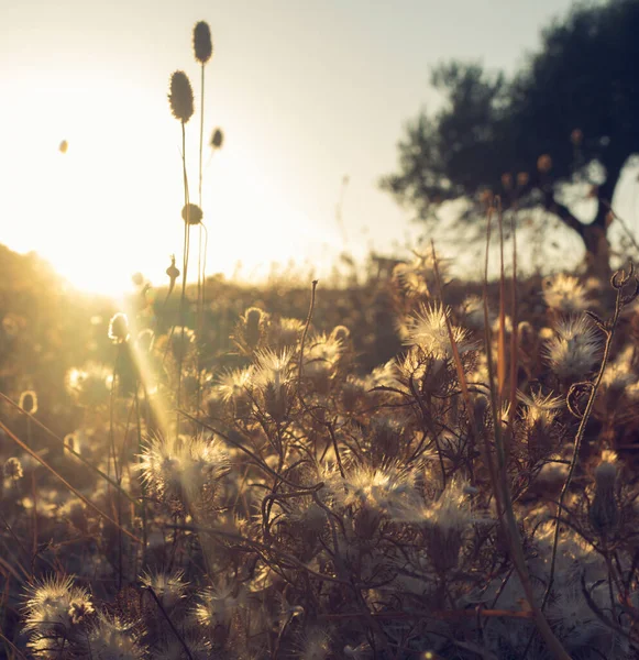 Son gün batımı Kurumuş çimlerde güneş ışığı