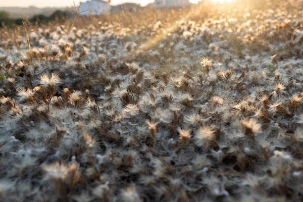 Gün batımında solmuş çimlerde küçük beyaz bitkiler