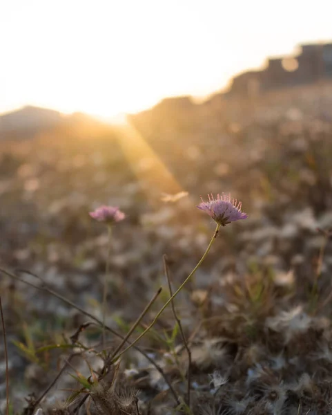 Güneş ışığının altında parıldayan mor çiçek.
