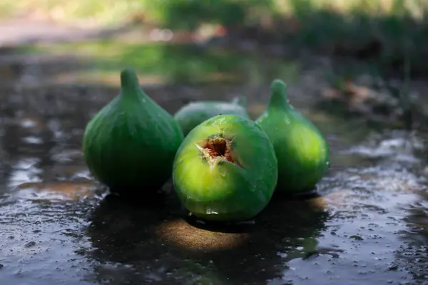 Ormanda yeşil lezzetli incir meyvesi