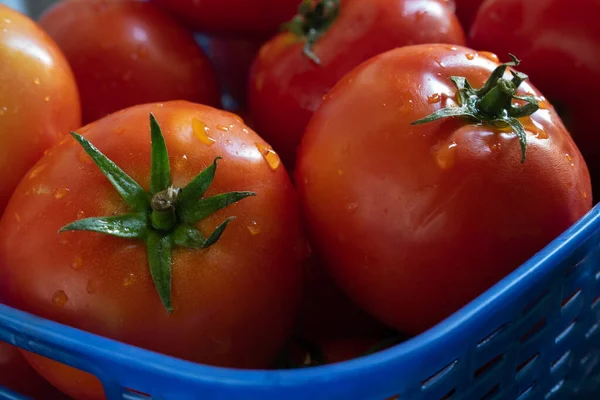 Islak taze domatesi sepete koy.