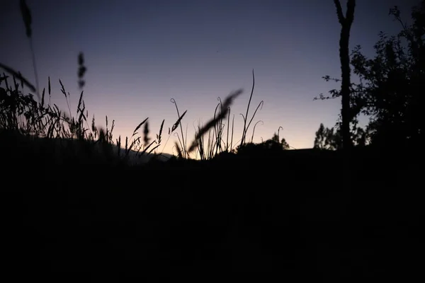 Günbatımındaki bitkiler Karanlık bir gece