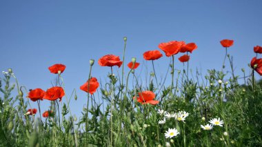 Gelincikler ve papatyalar. Narin yapraklar, çiçek mevsimi. Vahşi çiçeklerle dolu bir arka plan. Güzel kırmızı gelincik yabani çiçek ve tomurcuklar tarlada. Güzellik doğası Yakın plan. Bahar mevsimi, yaz mevsimi