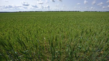 Çiviler. Taze yeşil, olgunlaşmamış sulu buğday dalları bulanık yeşil bir tarlada. Yulaf, çavdar, arpa. Bahar ya da yaz aylarında hasat, bir tarlaya yakın. tarımsal alan, tarım, tarım arazisi