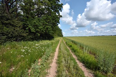 Çiviler. Tarladaki yol. Taze yeşil olgunlaşmamış sulu buğday dalları, yeşil tarlalar. Yulaf, çavdar, arpa. Bahar ya da yaz aylarında hasat. tarımsal alan, tarım, tarım arazisi, tarım sektörü
