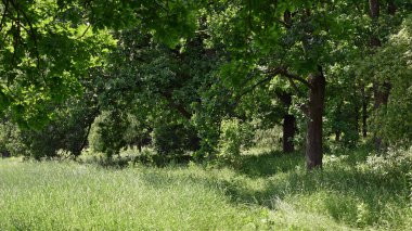Ağaçlar güzel çayırlarda, zengin bitkilerin arasında yetişir. Meşe ağacının gövdesine yakın çekim. Ağaçlar arasında açıklık boyunca uzanan manzaralı bir manzara. Yeşillik içinde doğal bir geçmişi var. Güneşli bir günde canlı bir manzara.