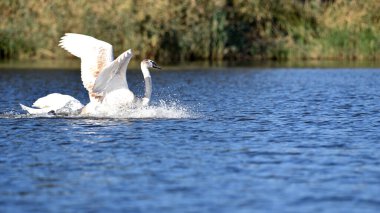 Güneşli bir günde açık kanatları olan beyaz dilsiz kuğu. Beyaz dilsiz kuğu su sıçratarak yaklaşıyor. Doğadaki güzellik, nehirde yüzen vahşi kuş. Bahar mevsimi, yaz mevsimi