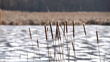 Typha yakın çekim. Phragmites australis. Kuru kamışlı fotoğraf, Typha Latifolia, aynı zamanda bulrush, reedspace, cattail veya corn dog grass olarak da bilinir, donmuş gölün kıyısında. Sonbahar sezonu. Kış zamanı