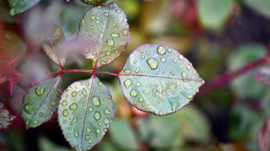 Çiyli gül yaprakları. Yapraklı bir dalda. makro fotoğraf. Yağmurla ıslanmış gül yapraklarının narin güzelliği. Doğal arka plan. Gül çalısı çiçek tarhında, sabah bahçede, yakın plan