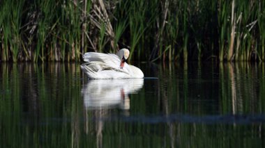 Güneşli bir günde açık kanatları olan beyaz dilsiz kuğu. Beyaz dilsiz kuğu su sıçratarak yaklaşıyor. Doğadaki güzellik, nehirde yüzen vahşi kuş. Bahar mevsimi, yaz mevsimi
