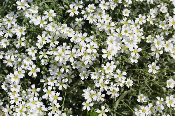 Very Beautiful Small White Flowers Urban Flowerbed Good Landscape Design — Stock Photo, Image