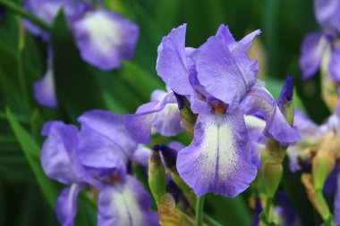 Kentsel manzara tasarımında yaygın olan çok güzel bir iris çiçeği. Arkaplan