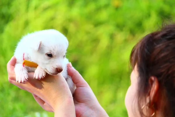 Beyaz Köpek Yavrusu Yeşil Doğanın Bulanık Arka Planında Kadınların Elinde — Stok fotoğraf