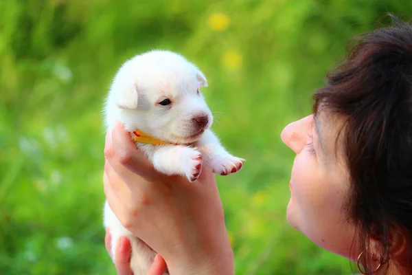 Witte Pup Vrouwelijke Handen Een Wazige Achtergrond Van Groene Natuur — Stockfoto