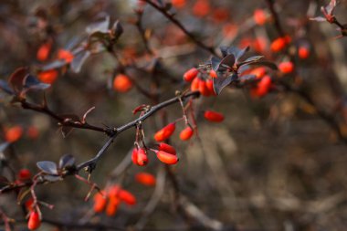 Genç Briar 'ın bulanık arkaplanı 