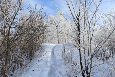 Kar ormanındaki patika Aydınlık bir sabah