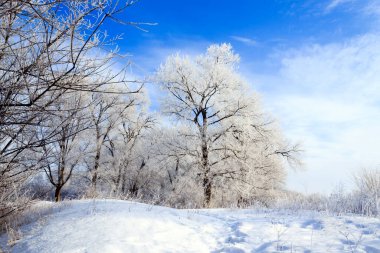 Kış ormanı arka planda