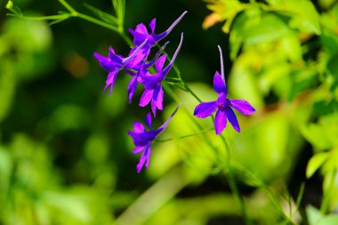 Mavili yabani çiçekler. Yazı veya metin yerleştirmek için kopyalama alanı olan bir arkaplan. Vahşi yaşamla birlik yaz konsepti