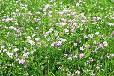 Yeşil doğanın bulanık arka planında kır çiçekleri. Doğayla bütünlük kavramı, arka plan