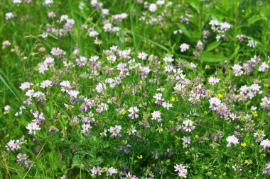 Yeşil doğanın bulanık arka planında kır çiçekleri. Doğayla bütünlük kavramı, arka plan