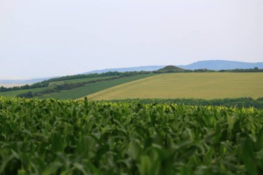 Tarladaki çöplük yerine yeşil tepe. Doğal Geri Dönüşüm