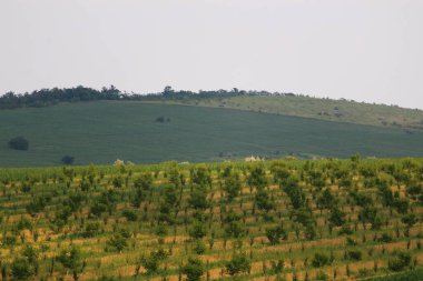 Tepelik zemin üzerinde ormanları olan tarlalar ve bahçeler