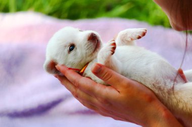 Beyaz köpek yavrusu, yeşil doğanın bulanık arka planında, kadınların elinde. Metin ya da başlık için boşluk kopyala.