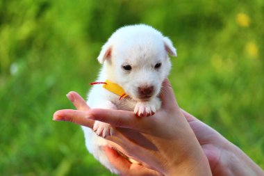 Beyaz köpek yavrusu, yeşil doğanın bulanık arka planında, kadınların elinde. Metin ya da başlık için boşluk kopyala.