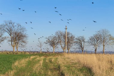 Kuş sürüleri ilkbaharda tarlalarda uçar ve ekinlerin filizlerini yakar.