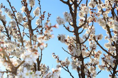 Baharda açan ağaçlar, arka plan 