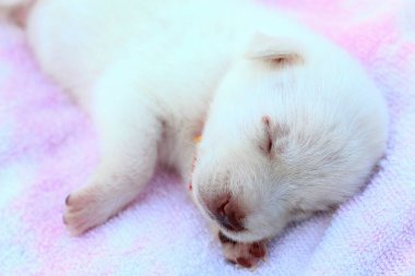 Beyaz köpek yavrusu yatak örtüsünde tatlı tatlı uyuyor. Metin ya da başlık için boşluk kopyala.