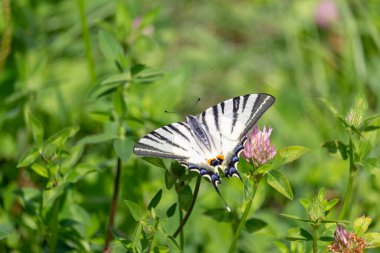 Podalirius Kelebeği doğal ortamında. Dünyanın çeşitli ülkelerindeki Kırmızı Kitap 'ta listelenmiştir.