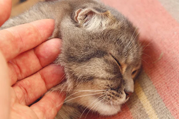 Mão Acariciando Gato Tonificado — Fotografia de Stock