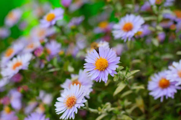 抽象模糊的花朵背景 — 图库照片