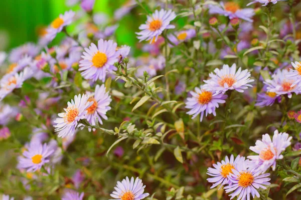 Abstrakter Hintergrund Mit Verschwommenen Blumen Getönt — Stockfoto