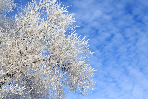 Tree Branches Snow Background Speckled Sky — Stock Photo, Image