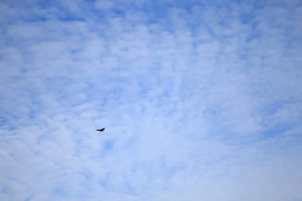 One crow flying on the background of speckled sky