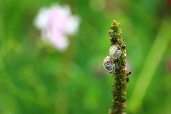 식물의 줄기에는 원문이나 비문을 마리의 달팽이가 연합에 — 스톡 사진