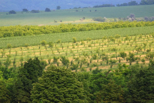 Campos Jardins Com Florestas Sobre Fundo Montanhoso — Fotografia de Stock