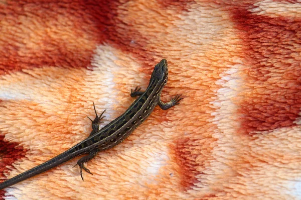 Lézard Lit Sur Tapis Couvre Lit Dangers Pour Les Touristes — Photo