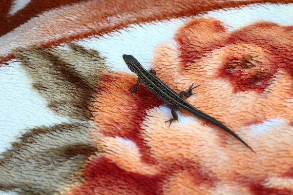 Lézard Lit Sur Tapis Couvre Lit Dangers Pour Les Touristes — Photo