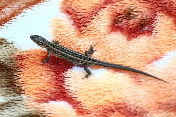 Lézard Lit Sur Tapis Couvre Lit Dangers Pour Les Touristes — Photo