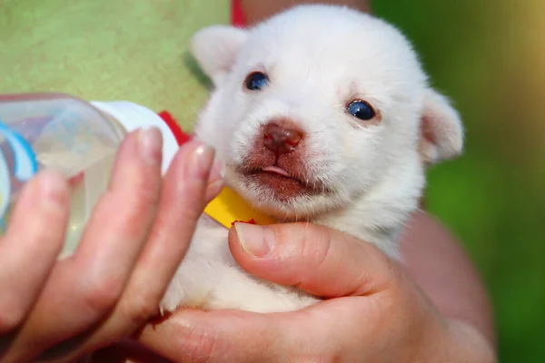Dili Meme Ucu Olan Bir Şişeyle Beslenen Bir Köpeğin Islak — Stok fotoğraf