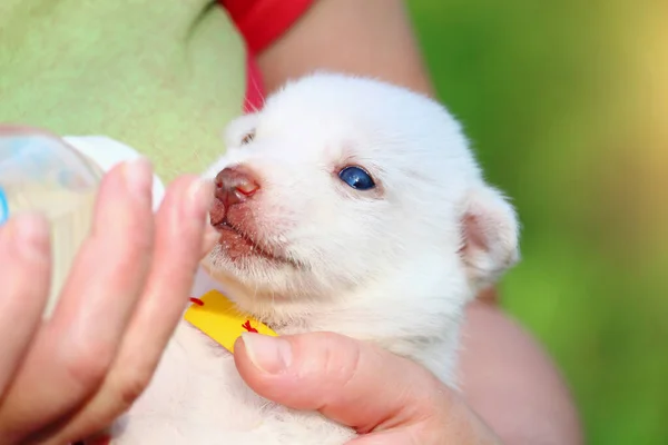 Emzik Ile Beslenmiş Beyaz Köpek Yavrusu Şişesi Köpek Yetiştirme Geçmişi — Stok fotoğraf
