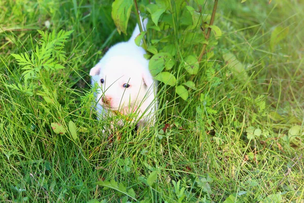 Doğada Çimenlerde Yürüyen Beyaz Köpek Yavrusu Arka Plan Hayvanı Metin — Stok fotoğraf